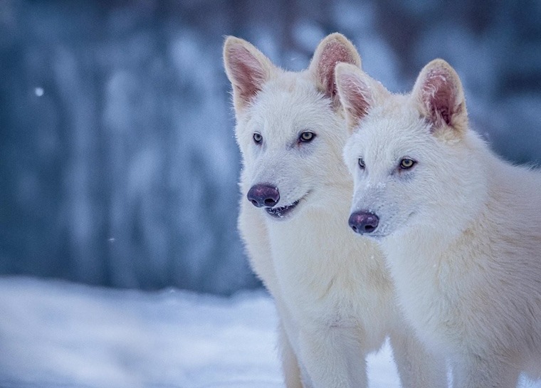New Technologies Emerge from Dire Wolf DNA Research