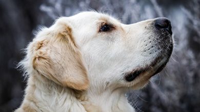 A golden retriever, one of the breeds studied in canine behaviour and gut-brain research