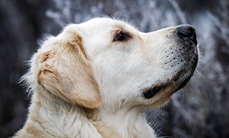 A golden retriever, one of the breeds studied in canine behaviour and gut-brain research