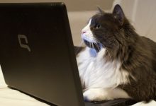 user adjusting privacy and security settings in web browser