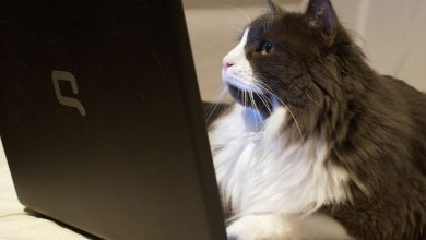 user adjusting privacy and security settings in web browser