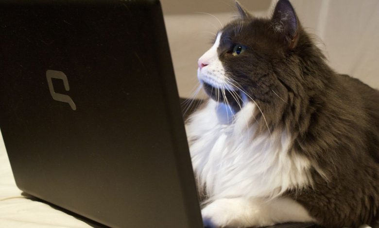 user adjusting privacy and security settings in web browser